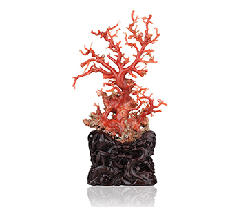 深圳珊瑚